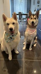 Lost Female Dog last seen South dahlia st, Denver, CO 80222