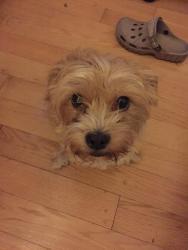 Lost Female Dog last seen Tulane, Union City, CA 94587