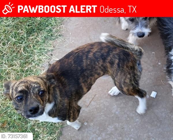 Lost Male Dog last seen Odessa high school, Odessa, TX 79761