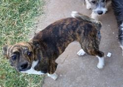 Lost Male Dog last seen Odessa high school, Odessa, TX 79761