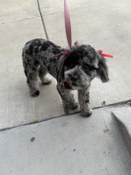 Reunited Female Dog last seen Near N Arrowhead Ave, San Bernardino, CA 92405, USA, San Bernardino, CA 92405