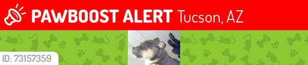 Lost Male Dog last seen 22nd and osborne, Tucson, AZ 85713
