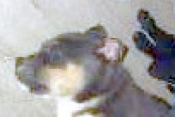Lost Male Dog last seen 22nd and osborne, Tucson, AZ 85713