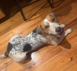 Found/Stray Male Dog last seen Coxe and Sandy Plains, Rutherford County, NC 28139