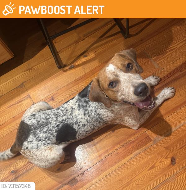 Found/Stray Male Dog last seen Coxe and Sandy Plains, Rutherford County, NC 28139