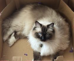 Lost Male Cat last seen S Niagara Court and E Costilla Ave, Centennial, CO 80112