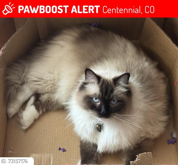 Lost Male Cat last seen S Niagara Court and E Costilla Ave, Centennial, CO 80112