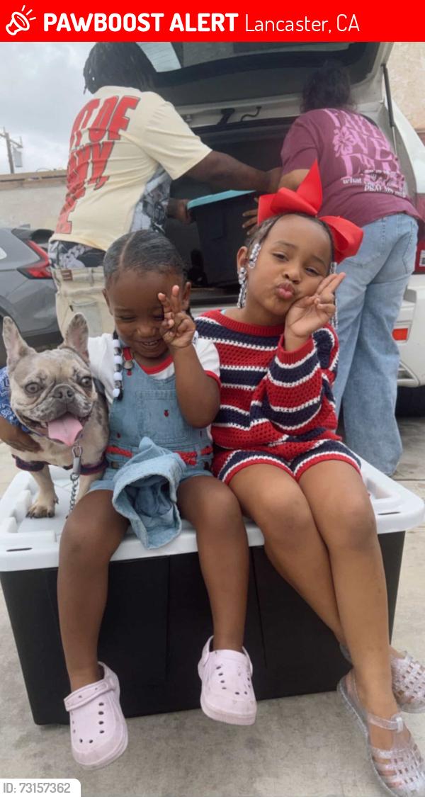 Lost Female Dog last seen 2nd st east and Lancaster blvd, Lancaster, CA 93535