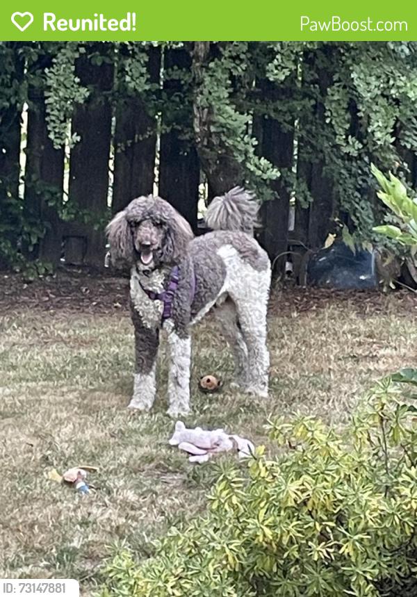 Reunited Male Dog last seen SW Nebraska St and 50th, Portland, OR 97221