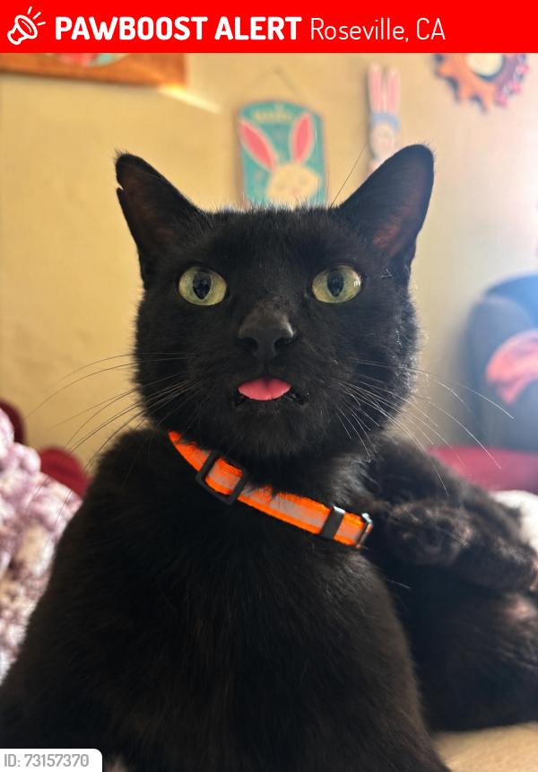 Lost Female Cat last seen Ash & Oakland Ave, Roseville, CA 95678