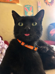 Lost Female Cat last seen Ash & Oakland Ave, Roseville, CA 95678