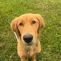 Reunited Male Dog last seen Musch and Winans Lake, Brighton, MI 48116