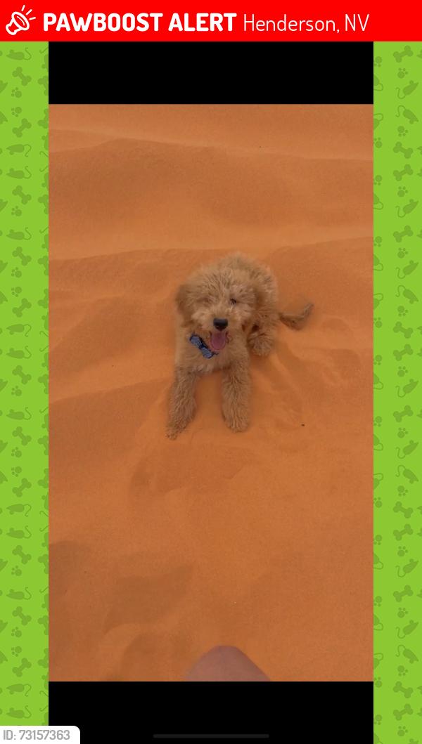 Lost Male Dog last seen Chestnut, Henderson, NV 89011