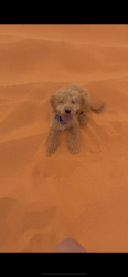 Lost Male Dog last seen Chestnut, Henderson, NV 89011