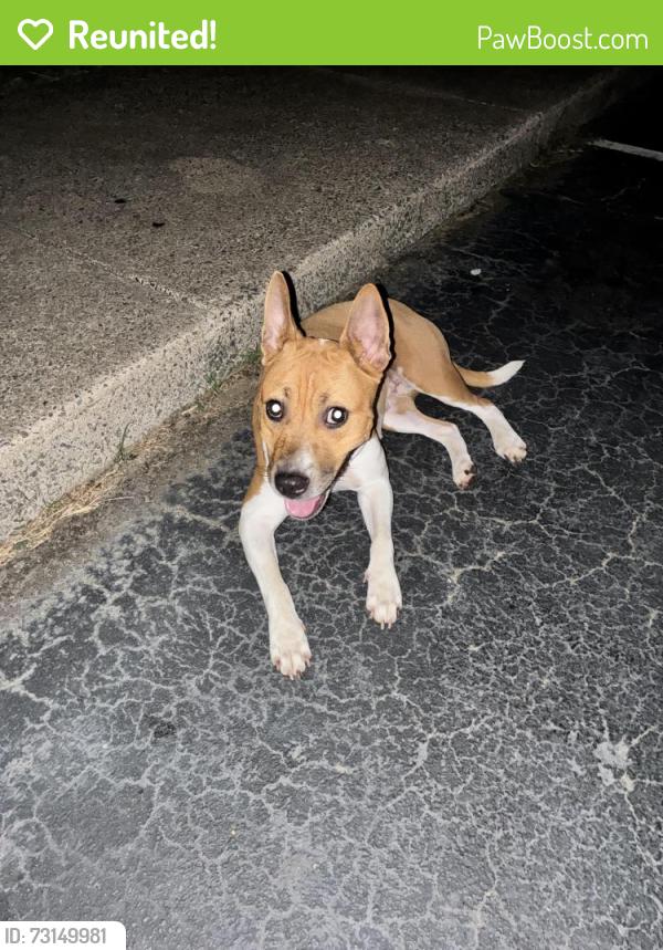 Reunited Female Dog last seen Near Flintridge Dr, Charlotte, NC 28212