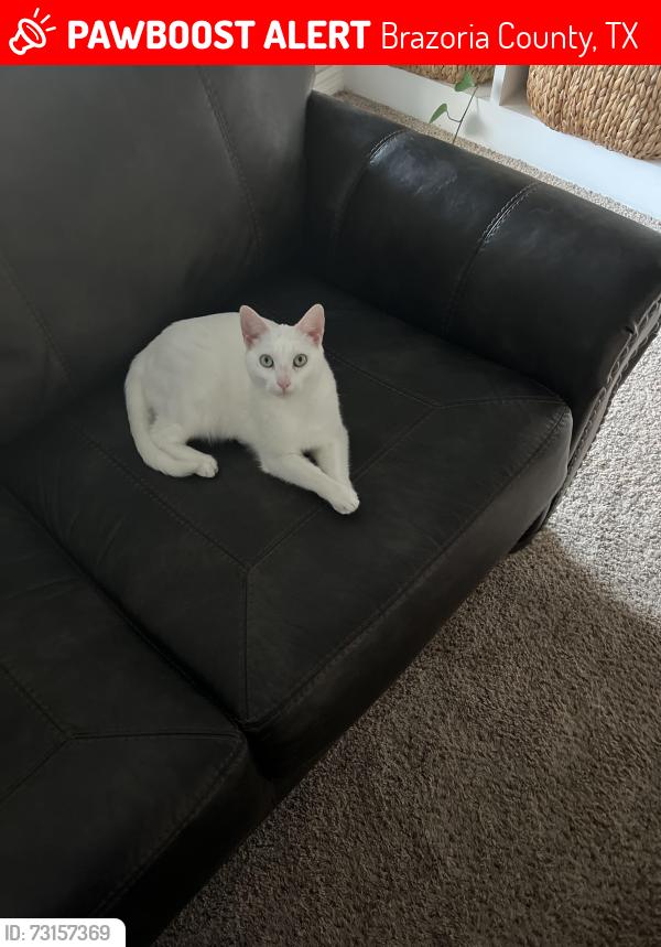 Lost Female Cat last seen Magnolia and CR 90, Brazoria County, TX 77584