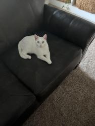 Lost Female Cat last seen Magnolia and CR 90, Brazoria County, TX 77584