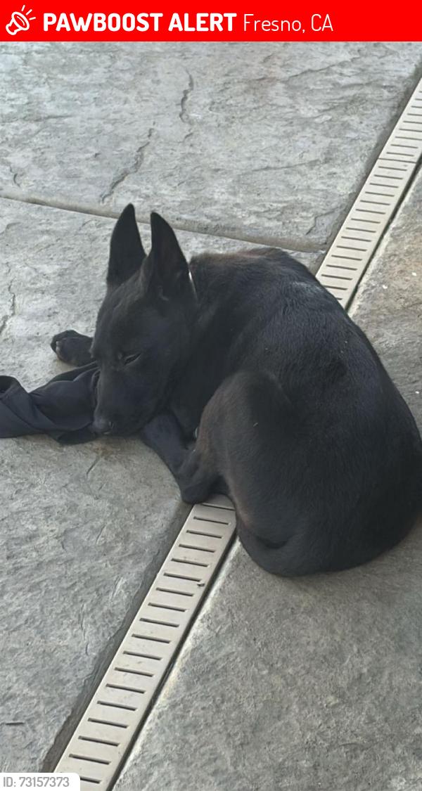 Lost Female Dog last seen Shields and Clovis, Fresno, CA 93727