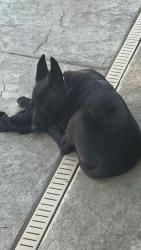 Lost Female Dog last seen Shields and Clovis, Fresno, CA 93727