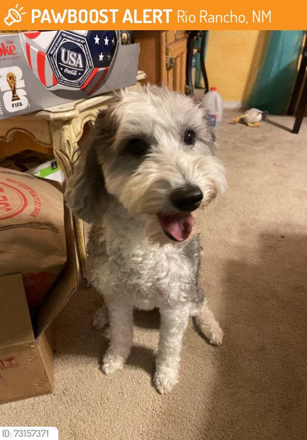 Found/Stray Female Dog last seen peaceful meadows, Rio Rancho, NM 87144