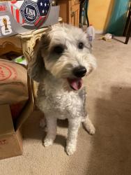 Found/Stray Female Dog last seen peaceful meadows, Rio Rancho, NM 87144