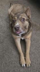Reunited Female Dog last seen Marcella Santillana, El Paso, TX 79938