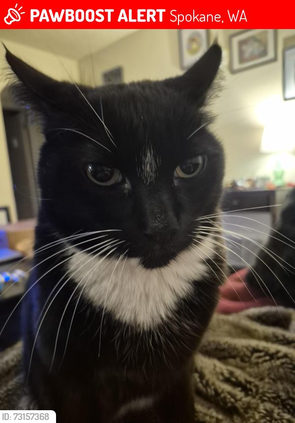 Lost Male Cat last seen Stevens and Rowan, Spokane, WA 99205