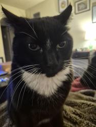 Lost Male Cat last seen Stevens and Rowan, Spokane, WA 99205