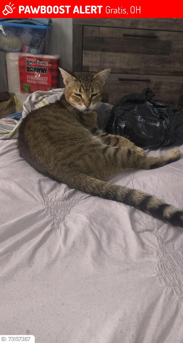 Lost Male Cat last seen Gas stations, Gratis, OH 45070