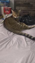 Lost Male Cat last seen Gas stations, Gratis, OH 45070
