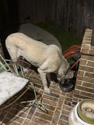 Reunited Male Dog last seen Firethorne, Katy, TX 77494
