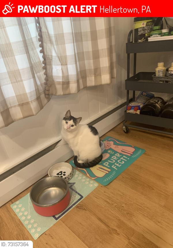 Lost Female Cat last seen Near, Hellertown, PA 18055