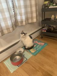 Lost Female Cat last seen Near, Hellertown, PA 18055