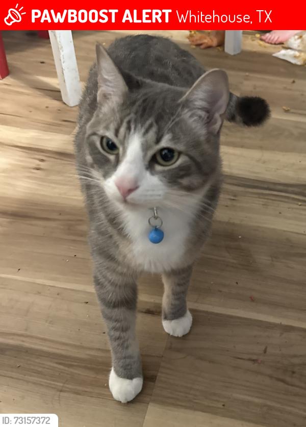 Lost Male Cat last seen Near bascom rd, Whitehouse, TX 75791