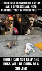 Found/Stray Unknown Dog last seen Riverside Ave Rialto, Rialto, CA 92376
