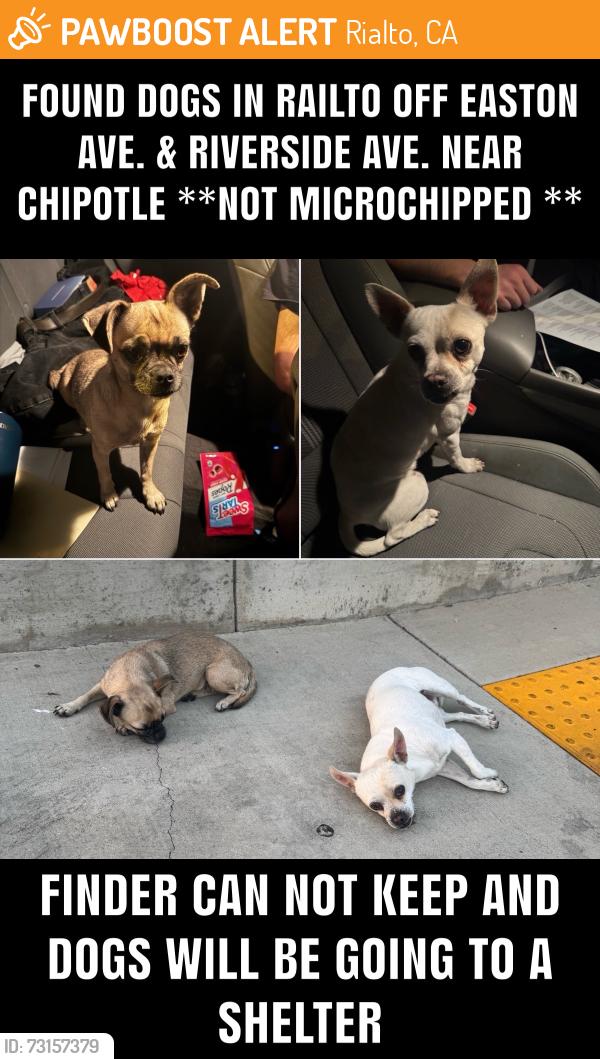 Found/Stray Unknown Dog last seen Riverside Ave Rialto, Rialto, CA 92376