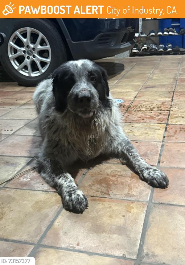 Found/Stray Male Dog last seen Gale & Stimson, Hacienda Heights, City of Industry, CA 91744