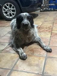 Found/Stray Male Dog last seen Gale & Stimson, Hacienda Heights, City of Industry, CA 91744