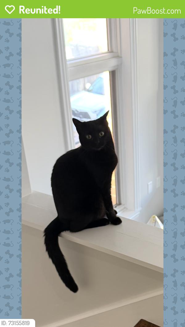 Reunited Female Cat last seen Marshfield and Augusta, Chicago, IL 60622