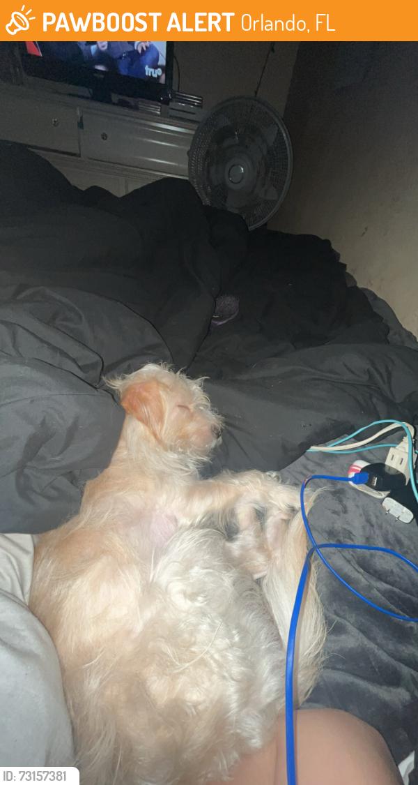 Found/Stray Male Dog last seen Conway Gardens, Orlando, FL 32812