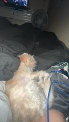 Found/Stray Male Dog last seen Conway Gardens, Orlando, FL 32812