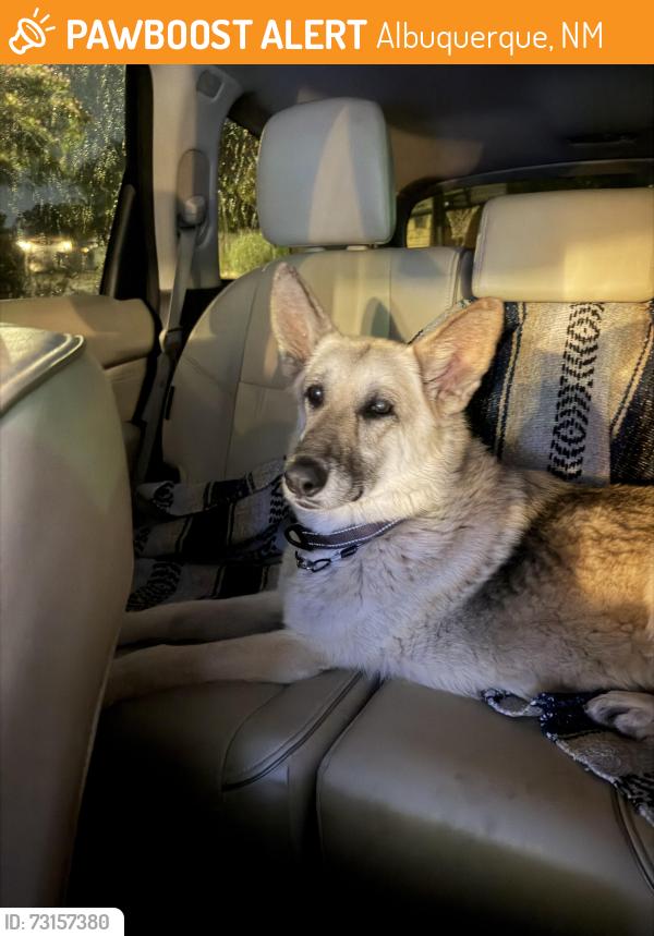 Found/Stray Female Dog last seen Ventura and Paseo Del Norte, Albuquerque, NM 87122