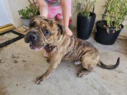 Found/Stray Male Dog last seen Peach and Hinton, Hesperia, CA 92345