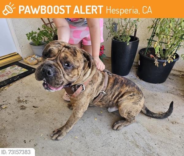 Found/Stray Male Dog last seen Peach and Hinton, Hesperia, CA 92345