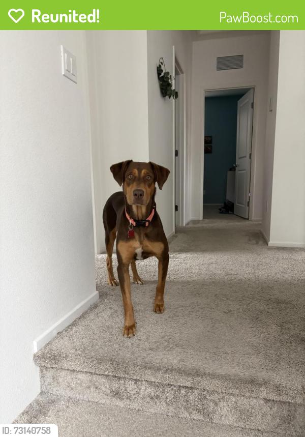 Reunited Female Dog last seen Near arroyo vista dr, vista, ca 92081, Vista, CA 92081