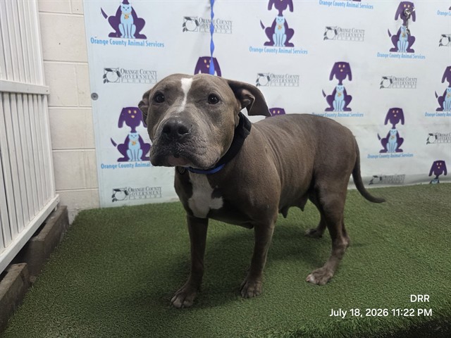 Shelter Stray Female Dog last seen , 2769 Conroy Rd, Orlando, FL 32839, USA
