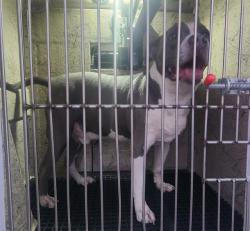 Shelter Stray Male Dog last seen Near BLOCK QUAKER RIDGE RD, LAS VEGAS NV 89142, 655 N Mojave Rd, Las Vegas, NV 89101, USA