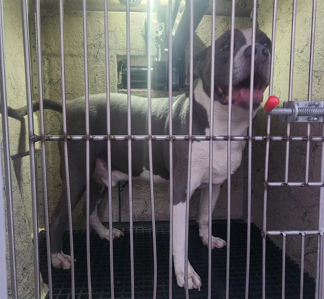 Shelter Stray Male Dog last seen Near BLOCK QUAKER RIDGE RD, LAS VEGAS NV 89142, 655 N Mojave Rd, Las Vegas, NV 89101, USA