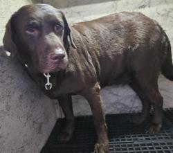 Shelter Stray Female Dog last seen Near BLOCK W TROPICANA AVE, LAS VEGAS NV 89147, 655 N Mojave Rd, Las Vegas, NV 89101, USA