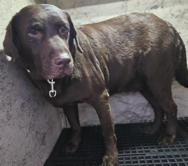 Shelter Stray Female Dog last seen Near BLOCK W TROPICANA AVE, LAS VEGAS NV 89147, 655 N Mojave Rd, Las Vegas, NV 89101, USA